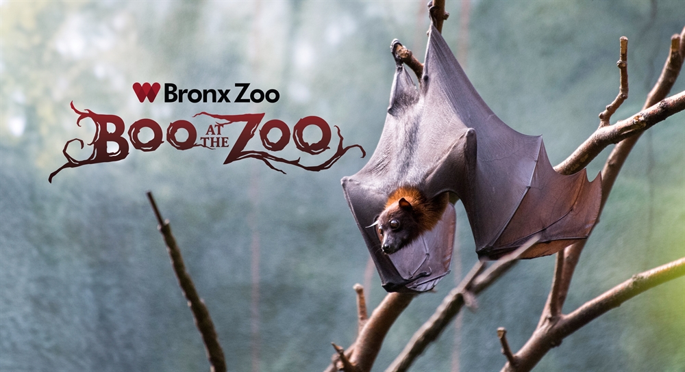 Boo At The Zoo 2024 Bronx Zoo Meade Sibilla